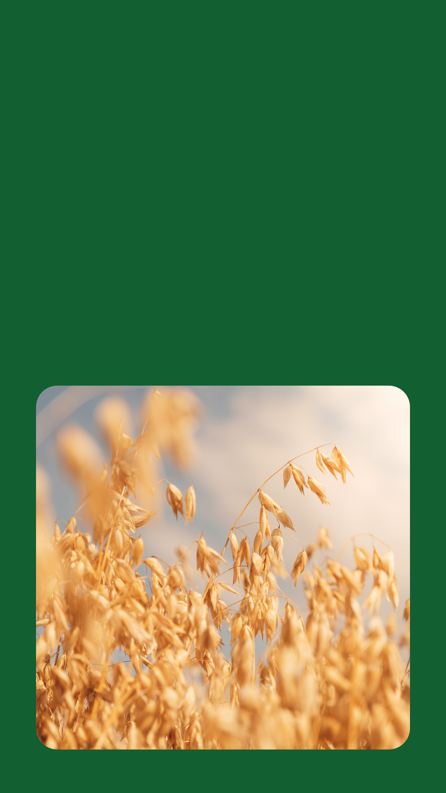 Close up image of oat crops with the sky in the background