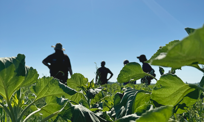 shadow outline of men standing in a field